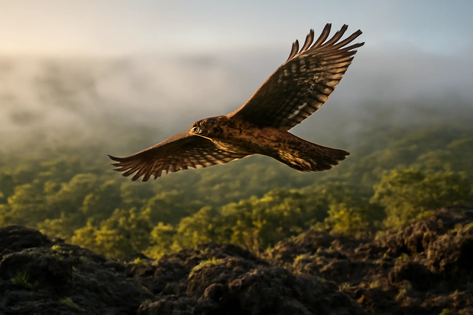 Wild Hawaiian hawk soaring over forest at sunrise