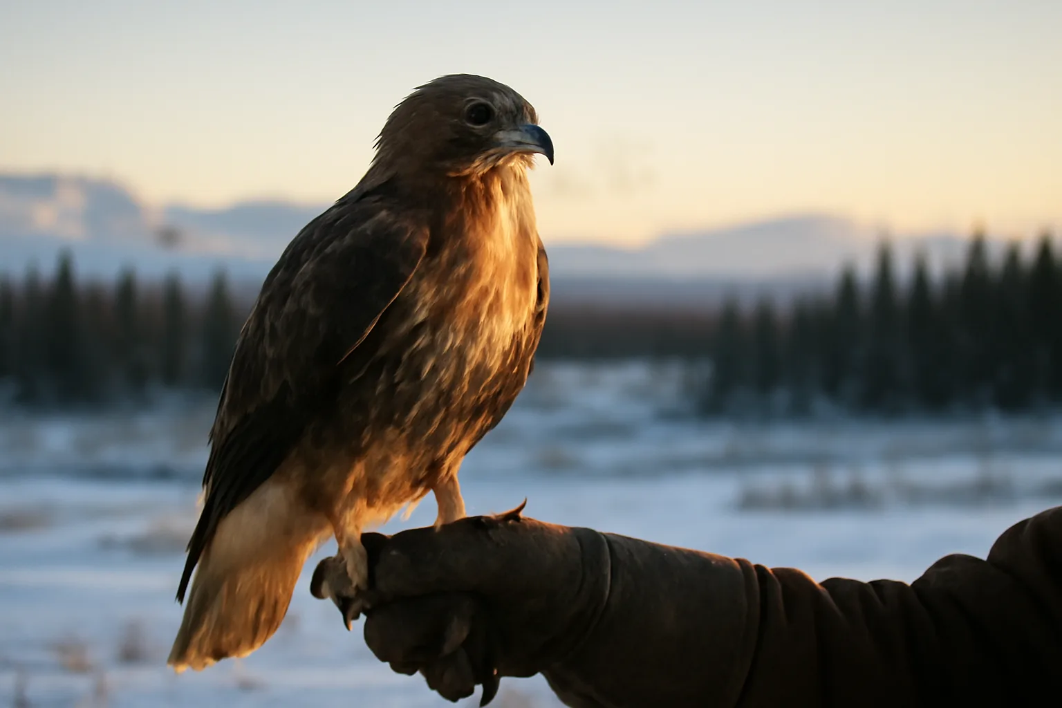Red-tailed hawk on gloved falconer's fist in snowy Alaska landscape